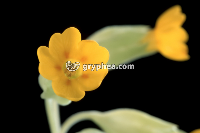Primevère des bois (Primula elatior) - forme brévistyle (vue apicale) - gryphea.com